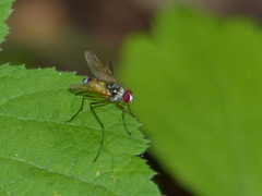 Cholomyia inaequipes