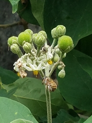 Xylocopa subvirescens