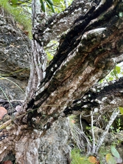 Plumeria tuberculata