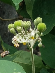 Xylocopa subvirescens