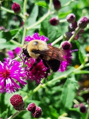 Bombus griseocollis