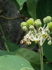 Xylocopa subvirescens