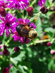 Bombus griseocollis