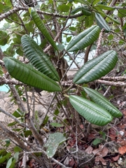 Plumeria tuberculata