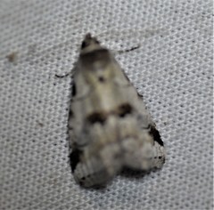 Hyperstrotia aetheria