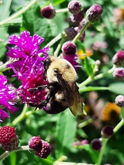 Bombus griseocollis