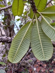 Plumeria tuberculata