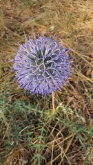 Echinops spinosissimus