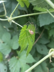 Opilio canestrinii