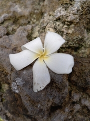 Plumeria tuberculata