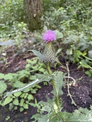 Cirsium vulgare