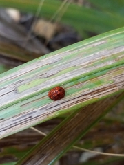 Hemisphaerota palmarum