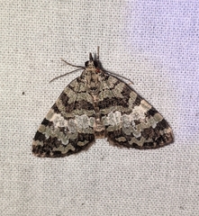 Hydriomena speciosata