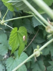 Opilio canestrinii