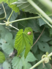 Opilio canestrinii
