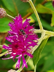 Zadontomerus