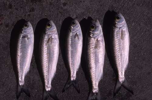 Arripis georgiana