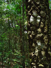 Araucaria angustifolia