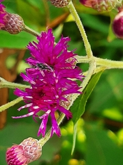 Zadontomerus