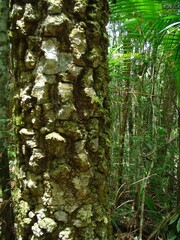 Araucaria angustifolia