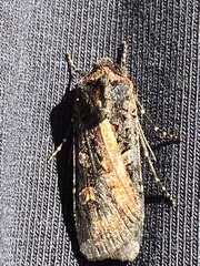 Actebia