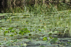 Nuphar sagittifolia