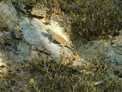 Urosaurus bicarinatus