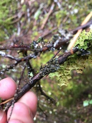 Pseudocyphellaria citrina