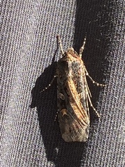 Actebia