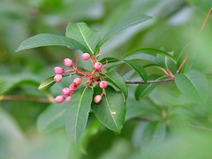 Viburnum nitidum