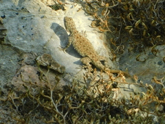 Urosaurus bicarinatus