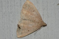 Zanclognatha marcidilinea