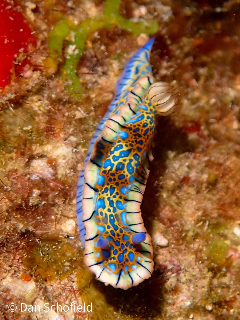 Goldcrowned Sea Goddess