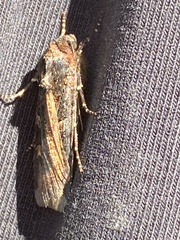 Actebia