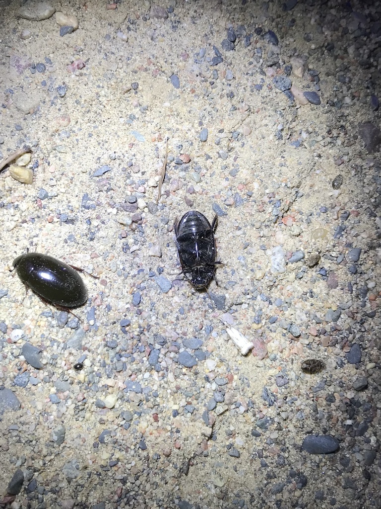Hydrochara obtusata