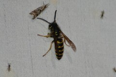 Vespula alascensis