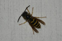 Vespula alascensis