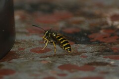 Vespula alascensis