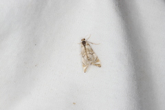 Eoparargyractis