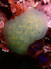 Eudistoma diaphanes
