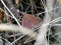 Argyrostrotis deleta