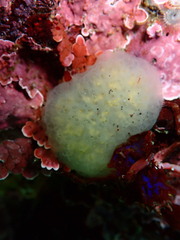 Eudistoma diaphanes
