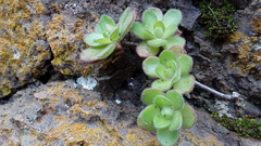 Aeonium saundersii image