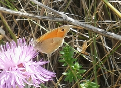 Coenonympha pamphilus