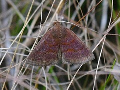 Argyrostrotis deleta