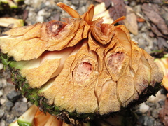 Araucaria angustifolia
