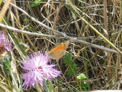 Coenonympha pamphilus