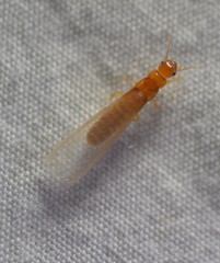 Incisitermes snyderi