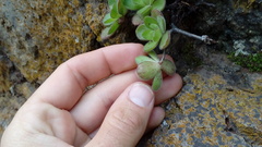 Aeonium saundersii image