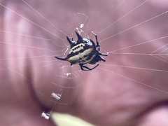 Gasteracantha curvispina